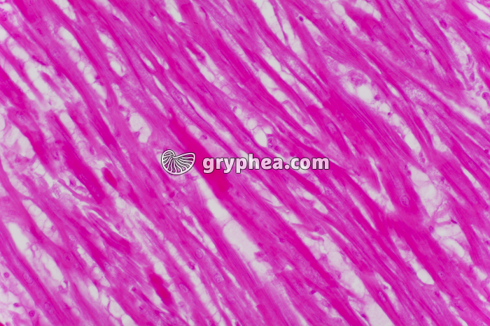 Fibres musculaires cardiaques CL x100 - gryphea.com